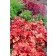 Photo Courtesy of TERRA NOVA® Nurseries, Inc.