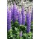 Photo Courtesy of Ball Horticultural Company