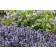 Photo Courtesy of TERRA NOVA® Nurseries, Inc.