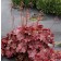 Photo Courtesy of TERRA NOVA® Nurseries, Inc.