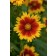 Photo Courtesy of Ball Horticultural Company