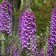 Photo Courtesy of Walter's Gardens, Inc.