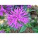 Photo Courtesy of Ball Horticultural Company