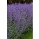 Photo Courtesy of Ball Horticultural Company