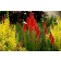 Photo Courtesy of TERRA NOVA® Nurseries, Inc.