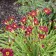 Photo Courtesy of Walter's Gardens, Inc.