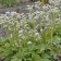 Photo Courtesy of Walter's Gardens, Inc.