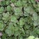Photo Courtesy of Walters Gardens, Inc.