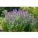 Photo Courtesy of TERRA NOVA® Nurseries, Inc.