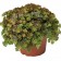 Photo Courtesy of Ball Horticultural Company