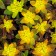 Photo Courtesy of Walter's Gardens, Inc.