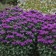 Photo Courtesy of Walter's Gardens, Inc.