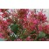 Photo Courtesy of TERRA NOVA® Nurseries, Inc.