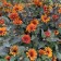 Photo Courtesy of Walter's Gardens, Inc.