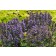 Photo Courtesy of TERRA NOVA® Nurseries, Inc.