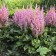 Photo Courtesy of Walter's Gardens, Inc.