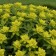 Photo Courtesy of Walter's Gardens, Inc.