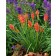 Photo Courtesy of TERRA NOVA® Nurseries, Inc.