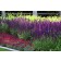 Photo Courtesy of Ball Horticultural Company