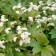 Photo Courtesy of Walter's Gardens, Inc.