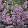 Photo Courtesy of Walters Gardens, Inc.