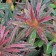 Photo Courtesy of Walter's Gardens, Inc.
