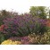 Photo Courtesy of TERRA NOVA® Nurseries, Inc.