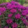 Photo Courtesy of Walter's Gardens, Inc.