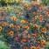 Photo Courtesy of Walter's Gardens, Inc.