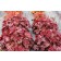 Photo Courtesy of TERRA NOVA® Nurseries, Inc.