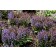 Photo Courtesy of TERRA NOVA® Nurseries, Inc.