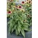 Photo Courtesy of TERRA NOVA® Nurseries, Inc.
