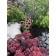 Photo Courtesy of TERRA NOVA® Nurseries, Inc.