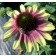 Photo Courtesy of TERRA NOVA® Nurseries, Inc.