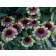 Photo Courtesy of TERRA NOVA® Nurseries, Inc.