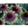 Photo Courtesy of TERRA NOVA® Nurseries, Inc.