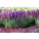 Photo Courtesy of Ball Horticultural Company