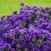 Photo Courtesy of Walter's Gardens, Inc.