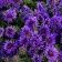 Photo Courtesy of Walter's Gardens, Inc.