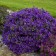 Photo Courtesy of Walter's Gardens, Inc.