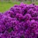 Photo Courtesy of Walter's Gardens, Inc.