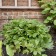 Photo Courtesy of Walter's Gardens, Inc.