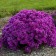 Photo Courtesy of Walter's Gardens, Inc.