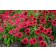 Photo Courtesy of Ball Horticultural Company