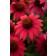 Photo Courtesy of Ball Horticultural Company