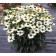 Photo Courtesy of TERRA NOVA® Nurseries, Inc.