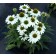 Photo Courtesy of TERRA NOVA® Nurseries, Inc.