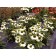 Photo Courtesy of TERRA NOVA® Nurseries, Inc.