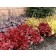 Photo Courtesy of TERRA NOVA® Nurseries, Inc.