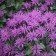 Photo Courtesy of Walter's Gardens, Inc.